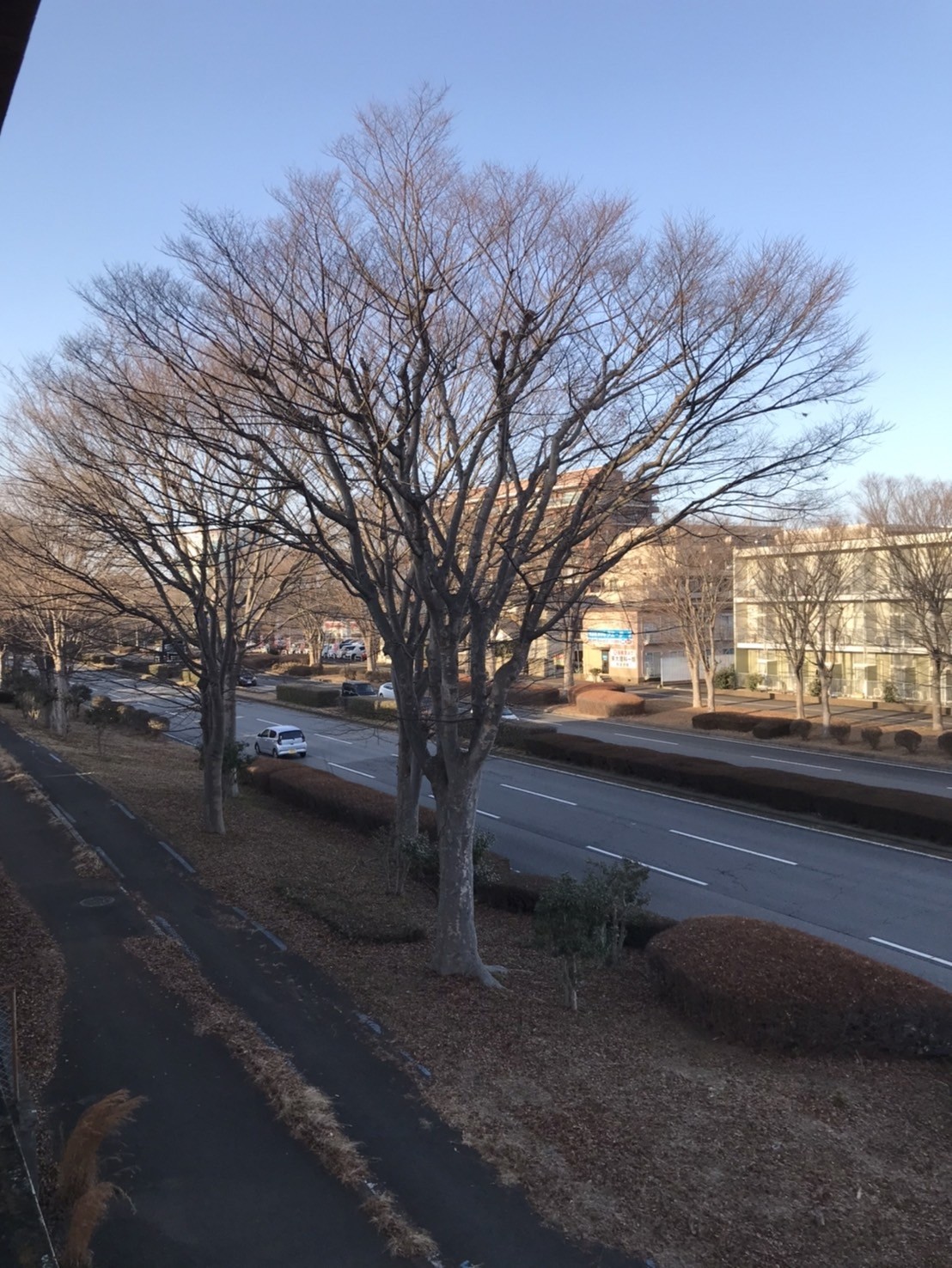 大学入学共通テスト