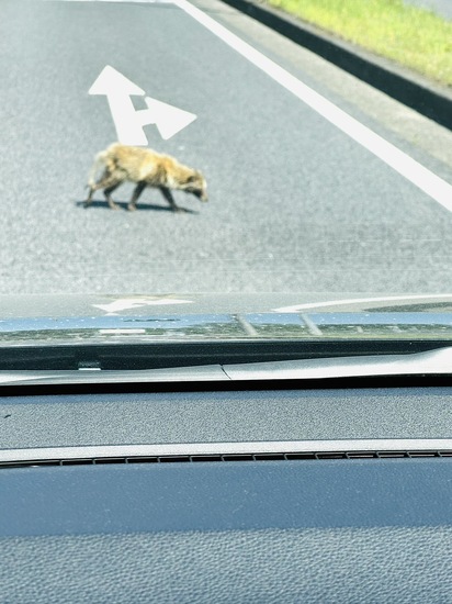 タヌキを発見！